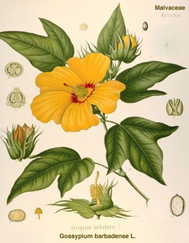 Cotton-bush - Gossypium barbadense - Хлопчатник барбадосский (перуанский), длинноволокнистый